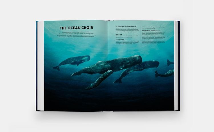 Produktbild: Mysteries of Marine Mammals: An Illustrated Guide to Whales, Dolphins, and Porpoises (2025)