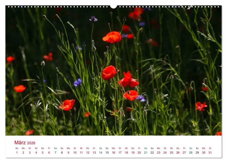 Produktbild: Mohnblumen (hochwertiger Premium Wandkalender 2026 DIN A2 quer), Kunstdruck in Hochglanz