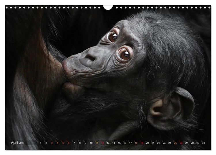 Produktbild: MENSCHENAFFENKINDER 2 (Wandkalender 2026 DIN A3 quer), CALVENDO Monatskalender