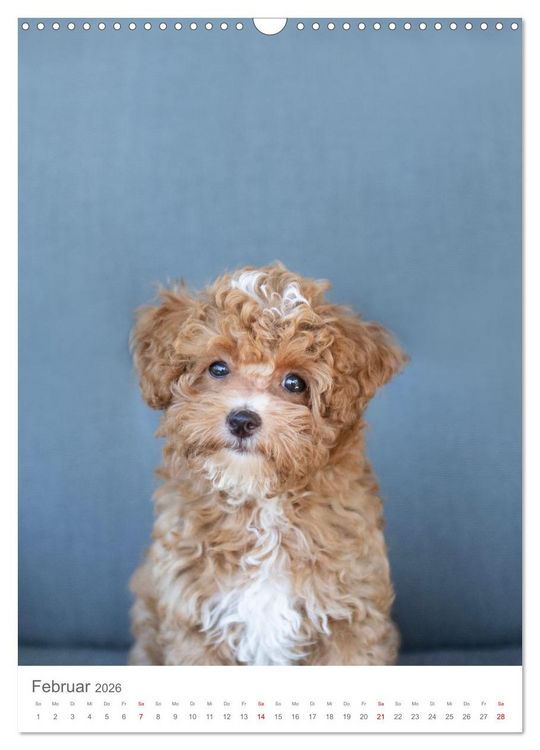 Produktbild: Maltipoo - Malteser - Pudel 2026 (Wandkalender 2026 DIN A3 hoch), CALVENDO Monatskalender