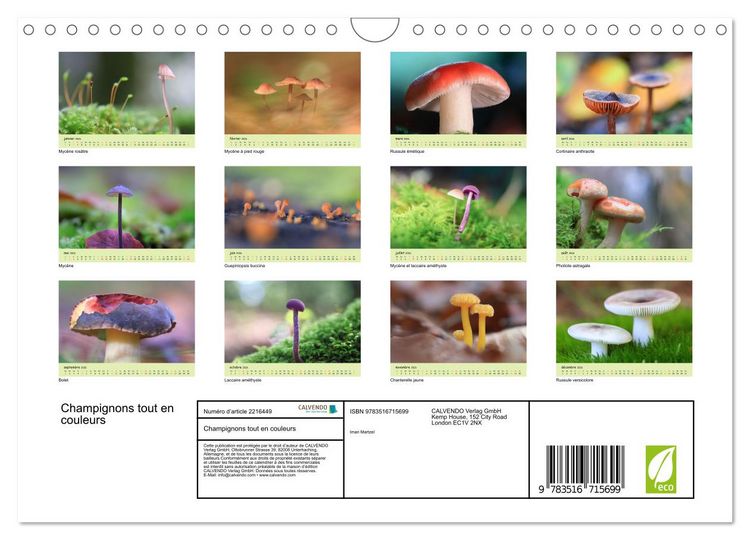 Produktbild: Champignons tout en couleurs (Calendrier mural 2026 DIN A4 vertical), CALVENDO calendrier mensuel