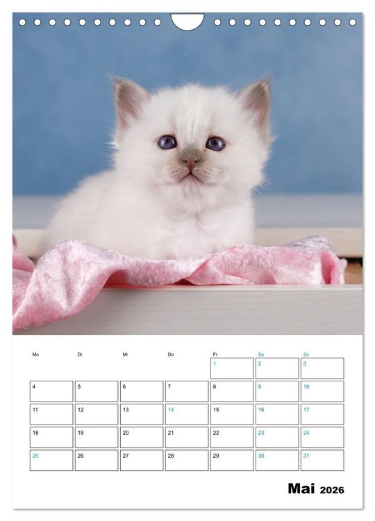 Produktbild: Heilige Birma Kitten - s&uuml;&szlig;e kleine Flauschb&auml;llchen (Wandkalender 2026 DIN A4 hoch), CALVENDO Monatskalender