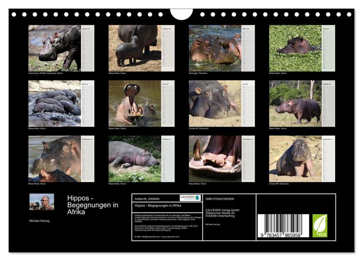 Produktbild: Hippos - Begegnungen in Afrika (Wandkalender 2026 DIN A4 quer), CALVENDO Monatskalender