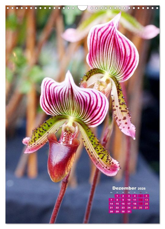 Produktbild: Traumhafte Orchideen (Wandkalender 2026 DIN A3 hoch), CALVENDO Monatskalender