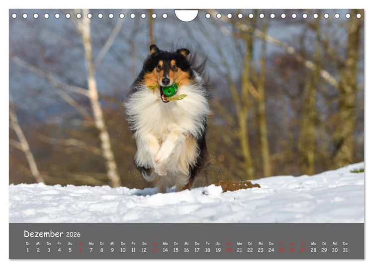 Produktbild: Einmal Collie - immer Collie (Wandkalender 2026 DIN A4 quer), CALVENDO Monatskalender