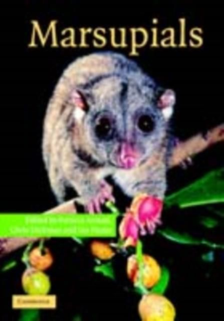 Produktbild: Marsupials