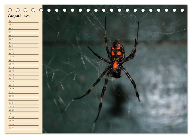 Produktbild: Faszination Spinnen (Tischkalender 2026 DIN A5 quer), CALVENDO Monatskalender