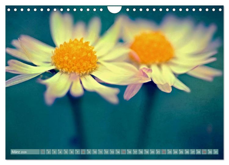 Produktbild: G&auml;nsebl&uuml;mchen Poesie (Wandkalender 2026 DIN A4 quer), CALVENDO Monatskalender