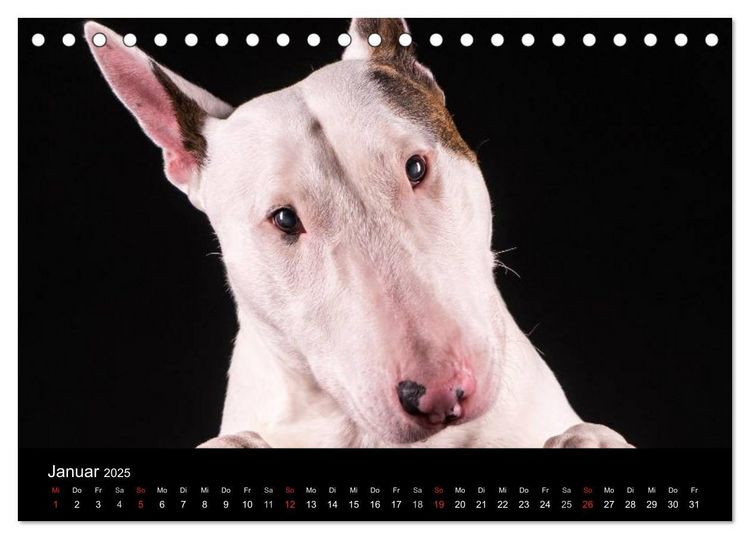Produktbild: Bullterrier (Tischkalender 2025 DIN A5 quer), CALVENDO Monatskalender