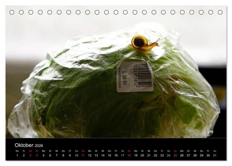 Produktbild: Kleine B&auml;nderschnecke ganz gro&szlig; - Gem&uuml;tlich durch das neue Jahr (Tischkalender 2026 DIN A5 quer), CALVENDO Monatskalender