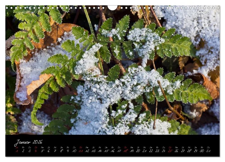 Produktbild: Wald (Wandkalender 2026 DIN A3 quer), CALVENDO Monatskalender