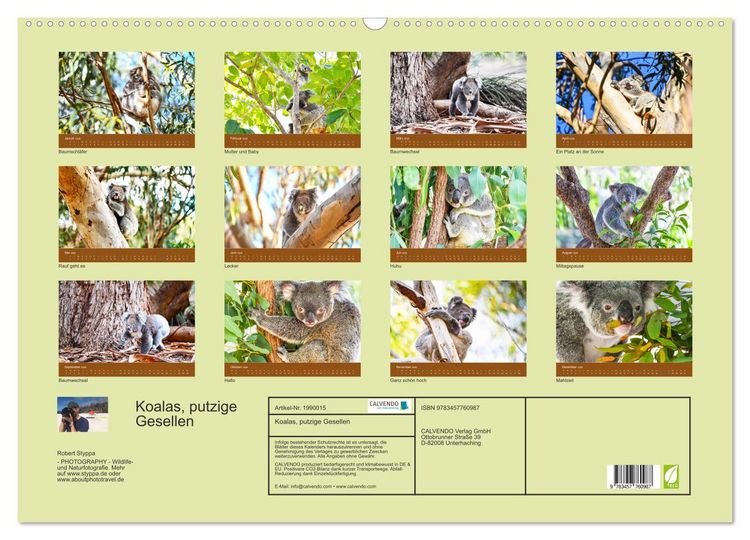 Produktbild: Koalas, putzige Gesellen (Wandkalender 2026 DIN A2 quer), CALVENDO Monatskalender