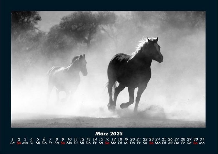 Produktbild: Pferde Kalender 2025 Fotokalender DIN A4