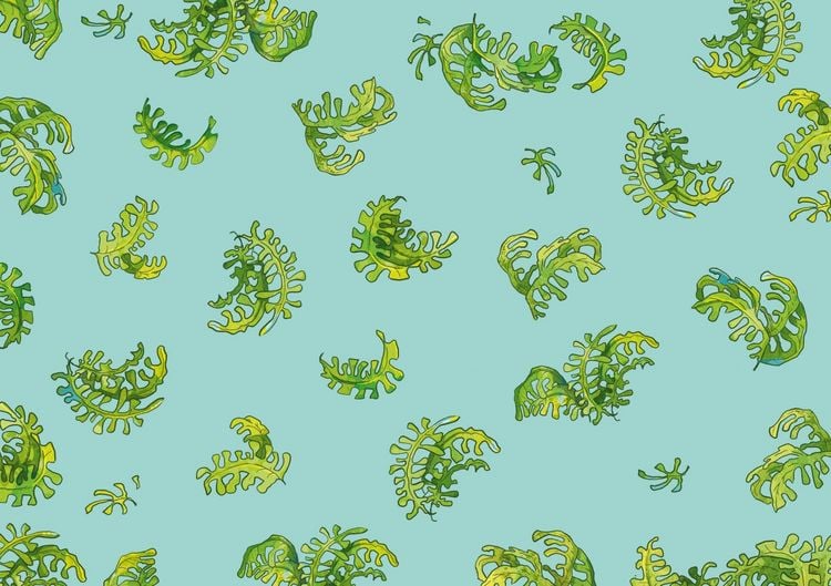 Produktbild: Triceratops Honigpops 1: Die Sache mit dem Saurier