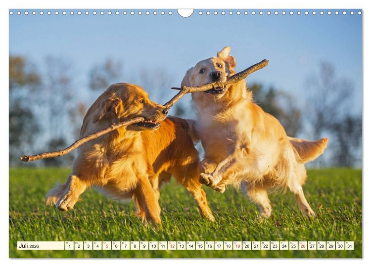 Produktbild: Golden Retriever - Freunde auf 4 Pfoten (Wandkalender 2026 DIN A3 quer), CALVENDO Monatskalender