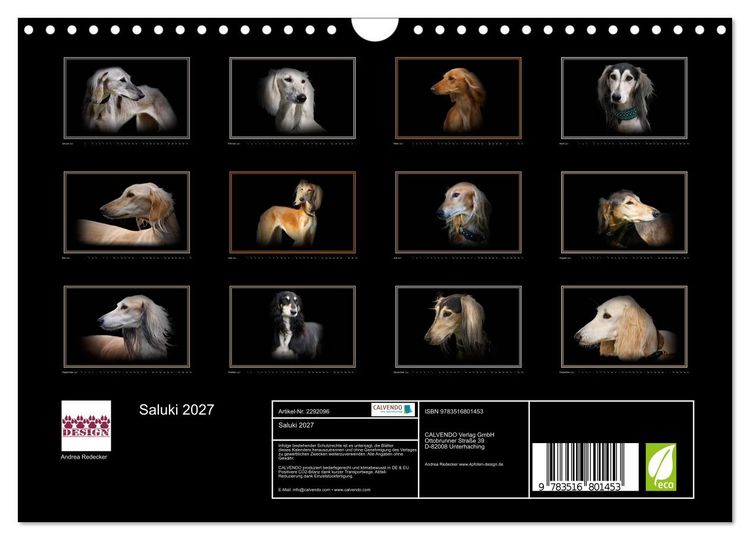 Produktbild: Saluki 2027 (Wandkalender 2027 DIN A4 quer), CALVENDO Monatskalender