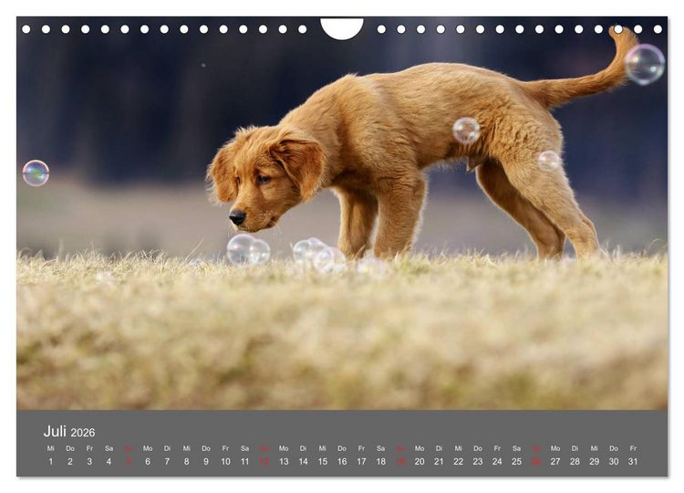 Produktbild: Chesley Kleiner Hund grosse Abenteuer (Wandkalender 2026 DIN A4 quer), CALVENDO Monatskalender