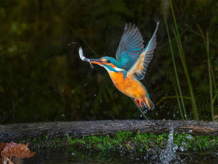 Produktbild: CALVENDO Puzzle Mit dem Fisch im Schnabel auf und davon. | 1000 Teile Lege-Gr&ouml;&szlig;e 64x48cm Foto-Puzzle f&uuml;r gl&uuml;ckliche Stunden