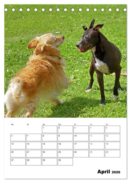 Produktbild: Hunde Freunde (Tischkalender 2026 DIN A5 hoch), CALVENDO Monatskalender