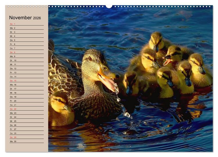 Produktbild: G&auml;nse und Enten. Schnattern, watscheln, quaken! (Wandkalender 2026 DIN A2 quer), CALVENDO Monatskalender