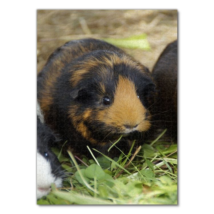 Produktbild: Lais Puzzle Meerschweinchen 1000 Teile