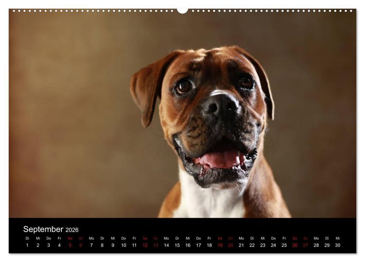 Produktbild: Liebenswerte Boxer (hochwertiger Premium Wandkalender 2026 DIN A2 quer), Kunstdruck in Hochglanz