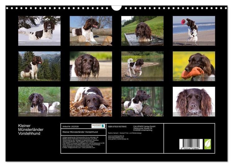 Produktbild: Kleiner M&uuml;nsterl&auml;nder Vorstehhund (Wandkalender 2026 DIN A3 quer), CALVENDO Monatskalender