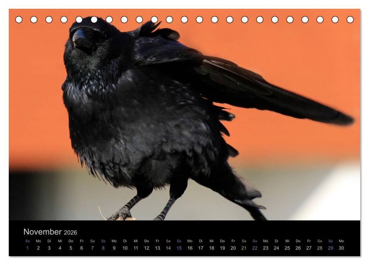 Produktbild: Rabenschwarze Impressionen - meike-ajo-dettlaff.de via wildvogelhlfe.org (Tischkalender 2026 DIN A5 quer), CALVENDO Monatskalender