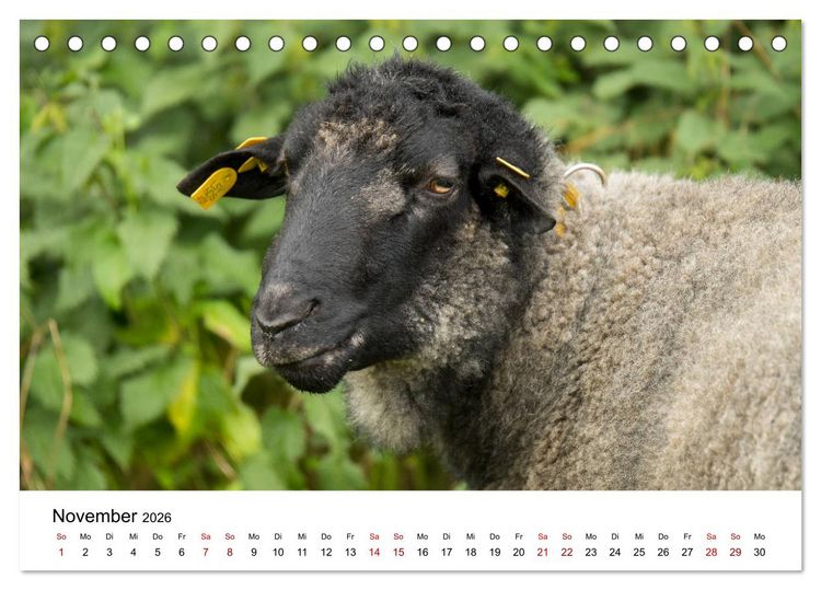 Produktbild: Alte Nutztierrassen 2026 (Tischkalender 2026 DIN A5 quer), CALVENDO Monatskalender