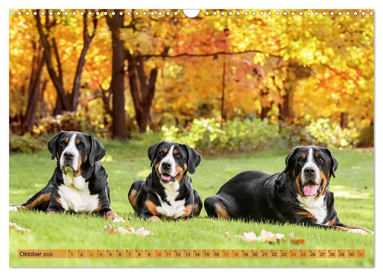 Produktbild: Gro&szlig;e Schweizer - Gigantische Sennenhunde (Wandkalender 2026 DIN A3 quer), CALVENDO Monatskalender