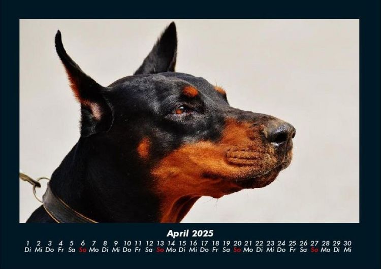 Produktbild: Hunde 2025 Fotokalender DIN A4