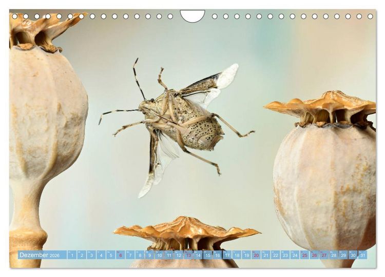 Produktbild: Sechs Beine in der Luft - Wanzen im Flug (Wandkalender 2026 DIN A4 quer), CALVENDO Monatskalender