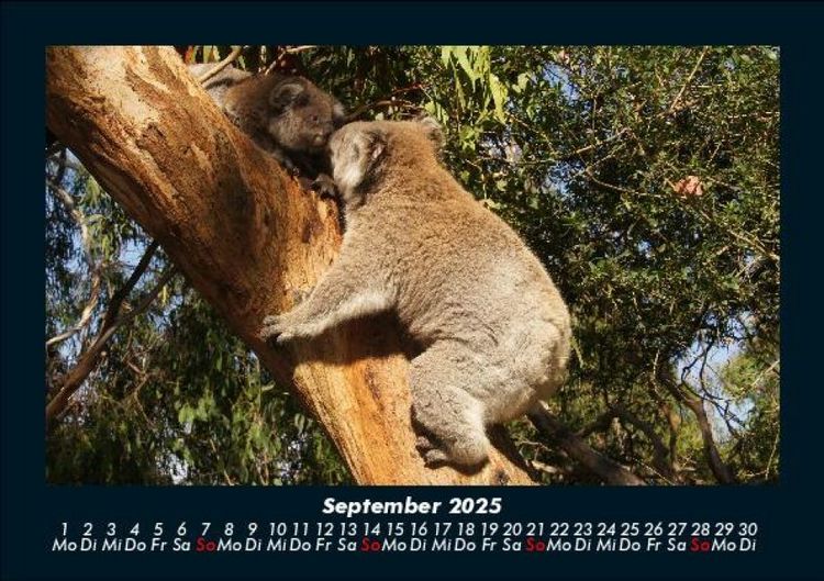 Produktbild: Koala 2025 Fotokalender DIN A5