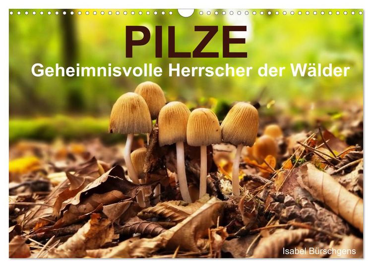 Produktbild: Pilze - Geheimnisvolle Herrscher der W&auml;lder (Wandkalender 2026 DIN A3 quer), CALVENDO Monatskalender