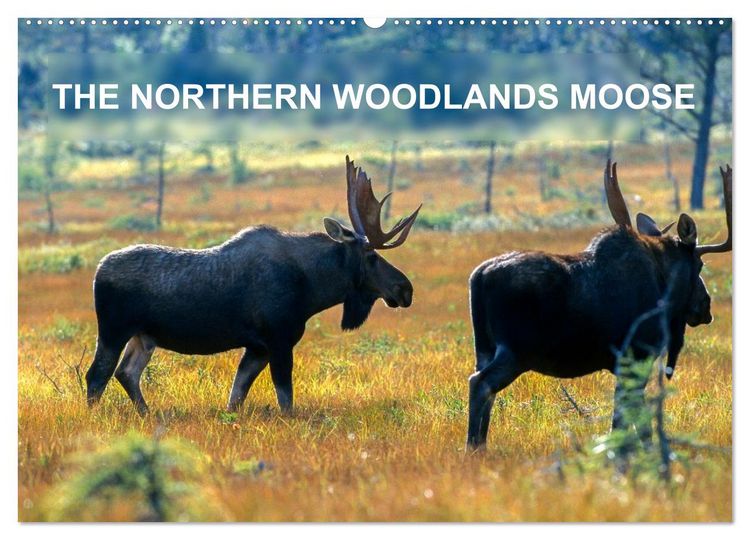 Produktbild: THE NORTHERN WOODLANDS MOOSE (Wall Calendar 2026 DIN A2 landscape), CALVENDO 12 Month Wall Calendar