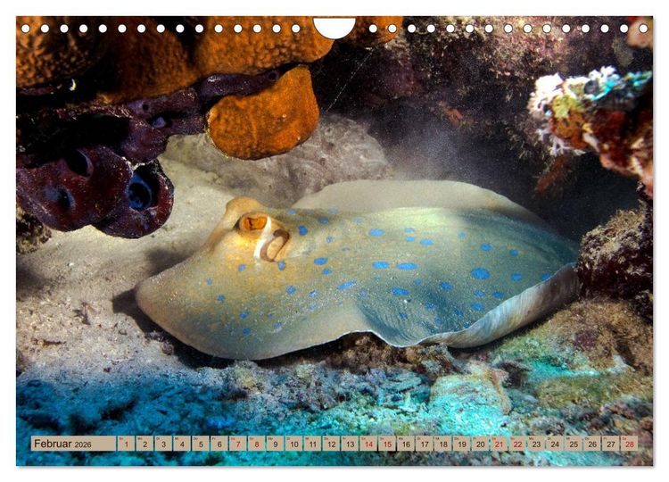 Produktbild: Farbenfrohes Meer (Wandkalender 2026 DIN A4 quer), CALVENDO Monatskalender