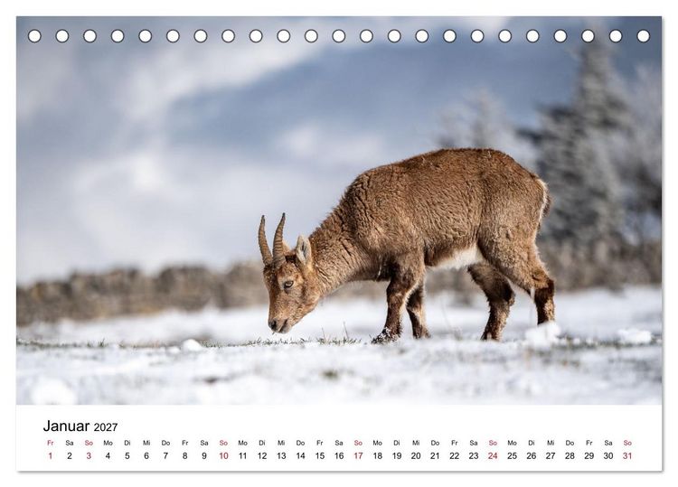 Produktbild: Steinb&ouml;cke - Eindr&uuml;ckliche K&ouml;nige der Alpen (Tischkalender 2027 DIN A5 quer), CALVENDO Monatskalender