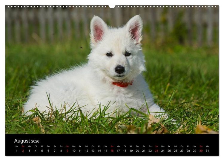 Produktbild: Wei&szlig;er Schweizer Sch&auml;ferhund - Ein Tag im Leben einer Hundefamilie (Wandkalender 2026 DIN A2 quer), CALVENDO Monatskalender