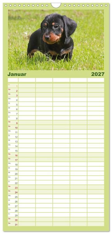 Produktbild: Familienplaner 2027 - Liebenswerte Rabauken - Rauhaardackel mit 5 Spalten (Wandkalender, 21 x 45 cm) CALVENDO