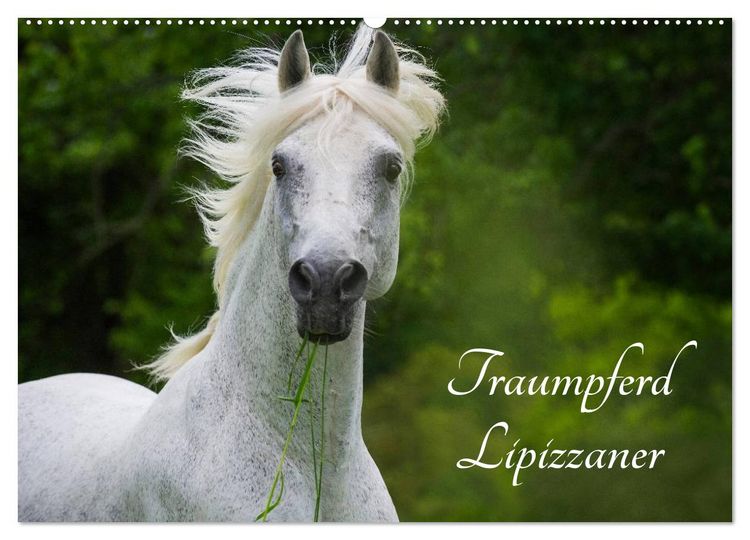 Produktbild: Traumpferd Lipizzaner (Wandkalender 2026 DIN A2 quer), CALVENDO Monatskalender