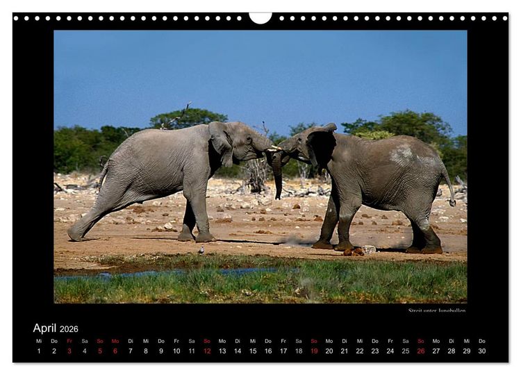 Produktbild: Wildtiere im Etosha Nationalpark (Wandkalender 2026 DIN A3 quer), CALVENDO Monatskalender