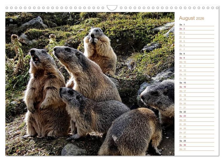Produktbild: Wildlife - Verspielte Murmeltiere (Wandkalender 2026 DIN A3 quer), CALVENDO Monatskalender