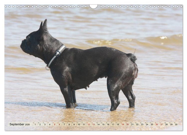 Produktbild: Bulldoggen - Englische und Franz&ouml;sische Bulldoggen (Wandkalender 2026 DIN A3 quer), CALVENDO Monatskalender