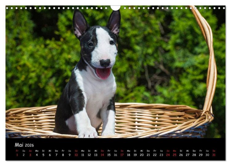 Produktbild: Bullterrier (Wandkalender 2026 DIN A3 quer), CALVENDO Monatskalender