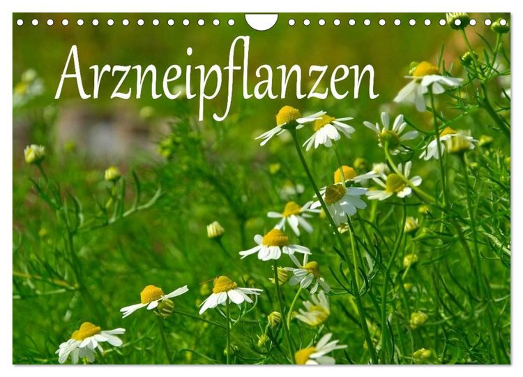 Produktbild: Arzneipflanzen (Wandkalender 2026 DIN A4 quer), CALVENDO Monatskalender