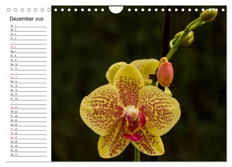 Produktbild: Bl&uuml;tenzauber Orchideen (Wandkalender 2026 DIN A4 quer), CALVENDO Monatskalender
