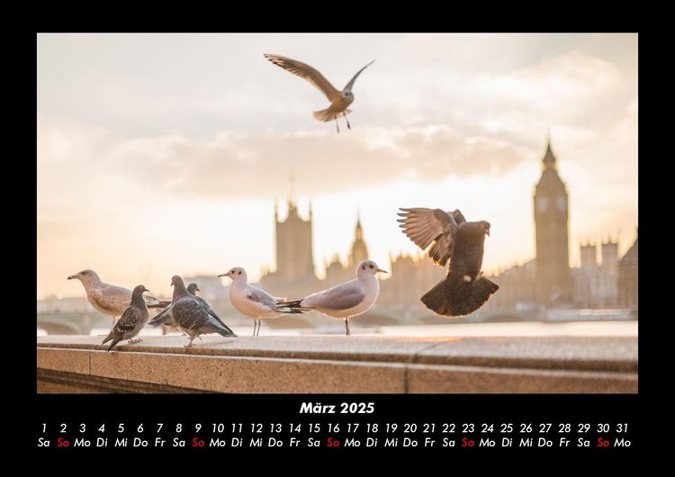 Produktbild: M&ouml;wen 2025 Fotokalender DIN A3