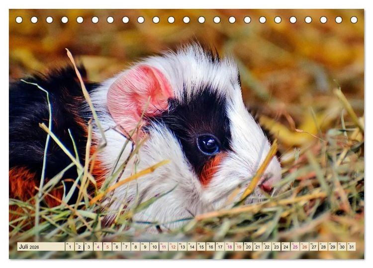 Produktbild: Meerschweinchen - so s&uuml;&szlig; (Tischkalender 2026 DIN A5 quer), CALVENDO Monatskalender