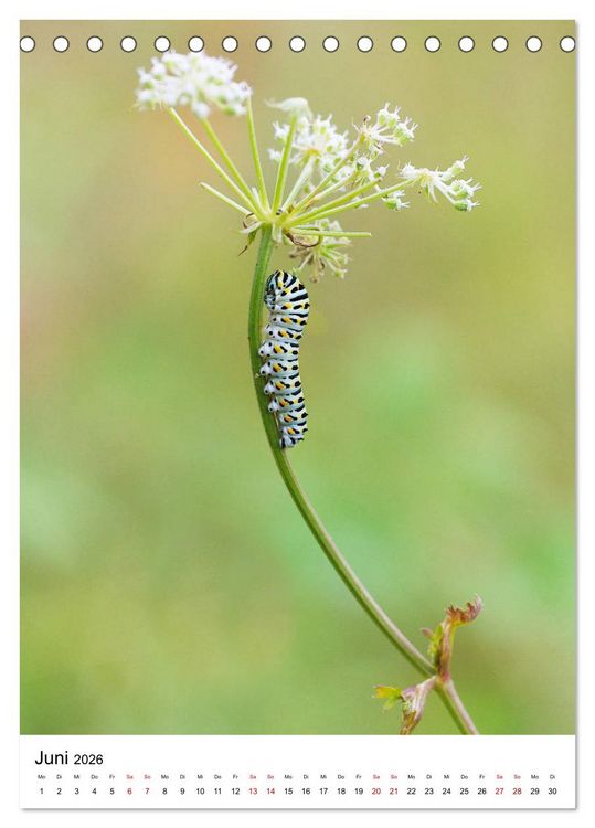 Produktbild: Insekten,Sch&ouml;nheiten der Natur (Tischkalender 2026 DIN A5 hoch), CALVENDO Monatskalender