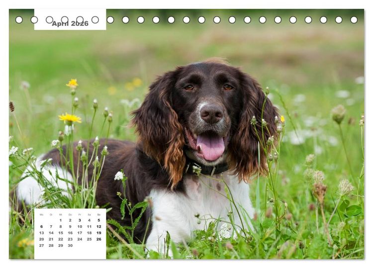 Produktbild: Rassehunde (Tischkalender 2026 DIN A5 quer), CALVENDO Monatskalender